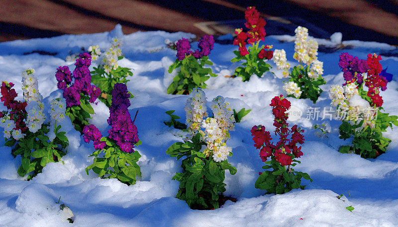 冬天的花与雪:砧木花/ Matthiola incana